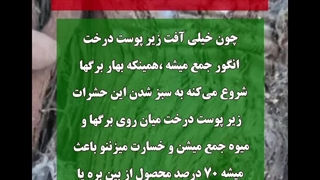 اگه درخت انگور داری پوستشو بکن و آتیشش بزن