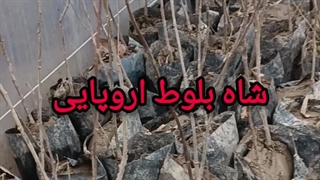 شاه بلوط اروپایی