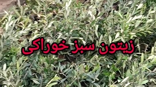 زیتون سبز خوراکی