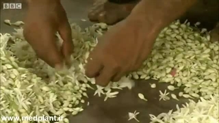 فیلم جذاب و دیدنی از ۰ تا ۱۰۰ مراحل درست کردن عطر گل محمدی اصل