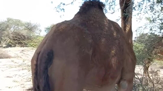 روستا باغو کیش