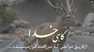 حکمت الهی و عقل ناقص آدمی