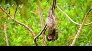 تصنیف عید (فطر)