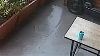 لحظه ای که سگ ماده توله بیمارش را به درمانگاه دامپزشکی می برد