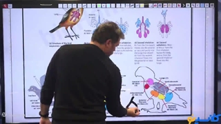 نکته و تست کلاسینو 1404 زیست شناسی محمد همدانی (پرندگان)
