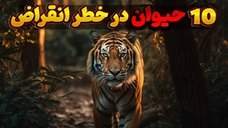 دانستنی حیوانات: 10حیوانی که ممکنه تا چند سال اینده منقرض بشن