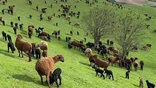 خرید گوسفند زنده