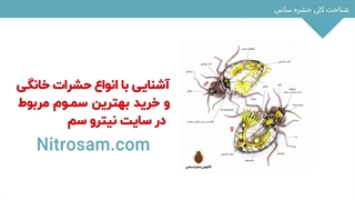 سم نابودی تخم ساس - بهترین سم ساس کش
