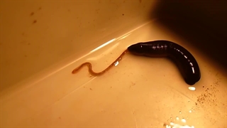 تغذیه زالو با کرم خونی |صنعت زالو ایران