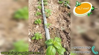 فرایند رشد ریحان ایتالیایی