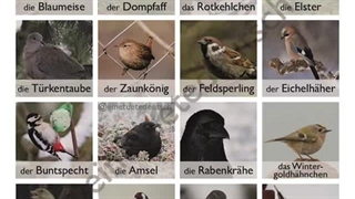 508 انواع پرنده