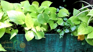 معرفی انواع پتوس؛ زیبایی بی‌پایان برگ‌های سبز با ریتم طبیعت