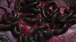 تغذیه زالو های مولد |صنعت زالو ایران