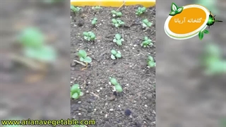 نشاء ریحان ایتالیایی