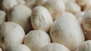 آموزش صفر تا صد خشک کردن قارچ بدون سیاه شدن 09138900047