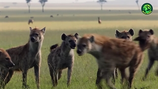 19 لحظه‌ی وحشیانه‌ی مبارزه بین شکارچیان حیات وحش