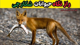 راز نگاه حیوانات شکارچی|رازبقا:نگاه تیزبین شکارچی|حیوانات|حیات وحش