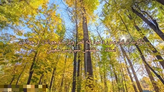 تلاوت ترتیل سوره مبارکه قمر ویژه نوجوانان و جوانان، استاد : مهندس سیروس معینی