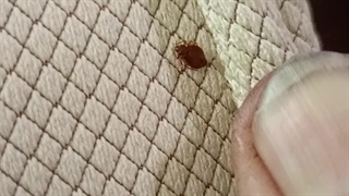 ریشه کنی تضمینی خون آشام ساس تخت خوابی