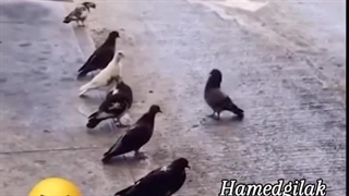جلسه توجیهی کفترا